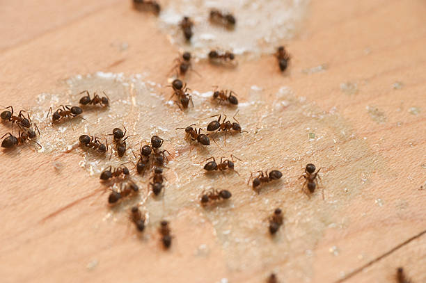 Best Termite Control Services  in Pottstown, PA